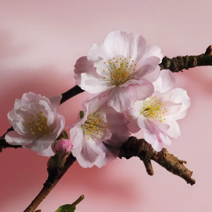 Floral Fragrances