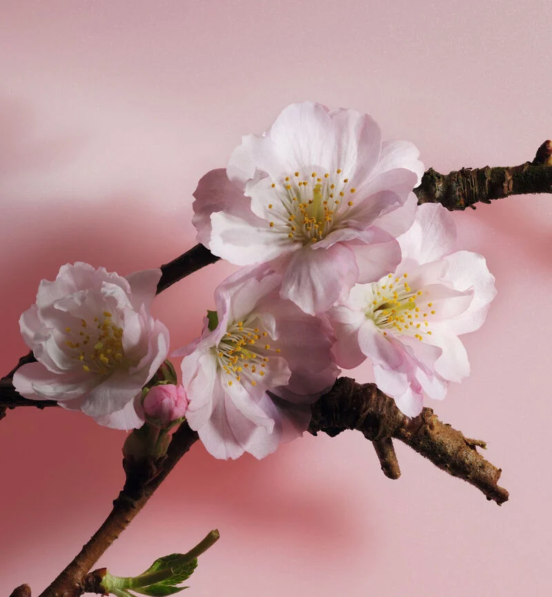 Sakura - Image 3