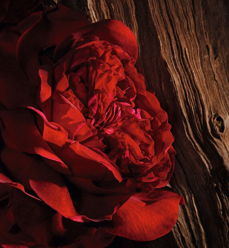 Oud Ispahan - Image 5